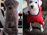 Alerji Yapmaz, Minyatür Schnauzer Yavruları