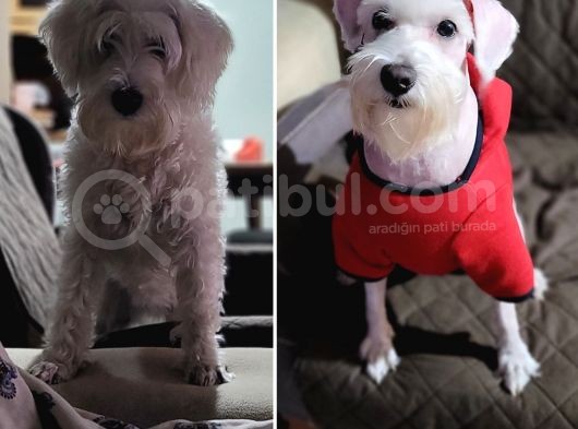 Alerji Yapmaz, Minyatür Schnauzer Yavruları görsel