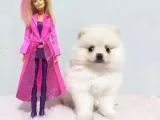 Bu Pomerani̇anlar Kaçmaz
