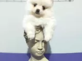 Bu Pomerani̇anlar Kaçmaz