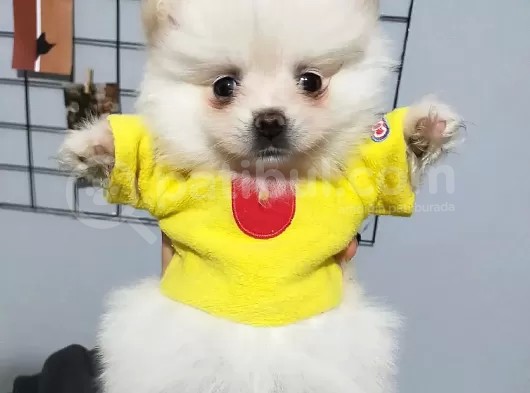 Bu Pomerani̇anlar Kaçmaz