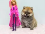 Bu Pomerani̇anlar Kaçmaz