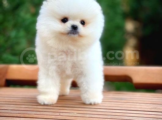 Aa Kalite Safkan  Pomeranian Oğlumuz görsel