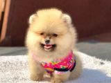 Orjinal Pomeranian Boo