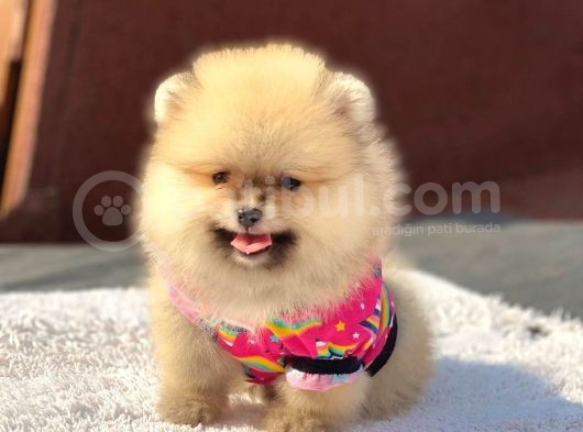 Orjinal Pomeranian Boo