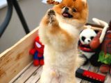 Aa Kalite Safkan  Pomeranian Oğlumuz