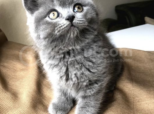 Safkan British Shorthair görsel