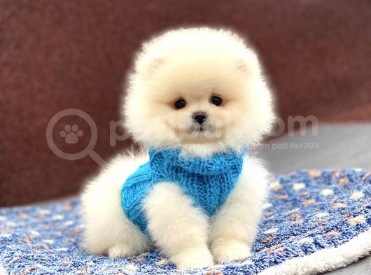 Orji̇nal Pomerani̇an Boo görsel