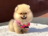 Orjinal Pomeranian Boo