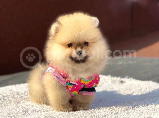 Orjinal Pomeranian Boo görsel