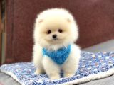 Orji̇nal Pomerani̇an Boo