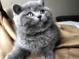Safkan British Shorthair