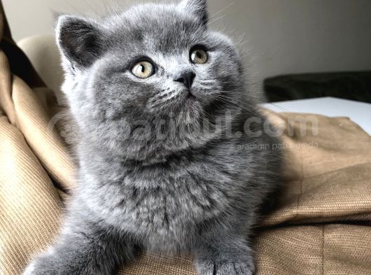 Safkan British Shorthair görsel