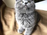 Safkan British Shorthair