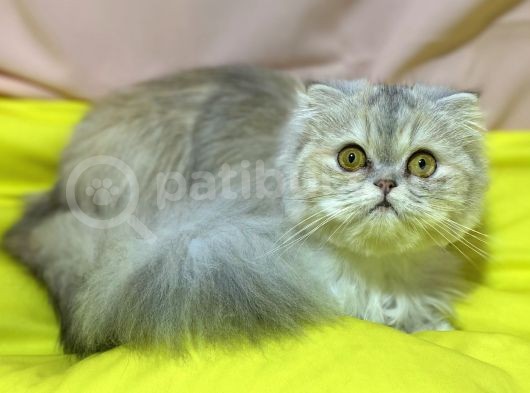 11 Aylik Di̇şi̇ Longhai̇r Scotti̇sh Fold Ns25 görsel
