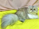 11 Aylik Di̇şi̇ Longhai̇r Scotti̇sh Fold Ns25