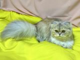 11 Aylik Di̇şi̇ Longhai̇r Scotti̇sh Fold Ns25