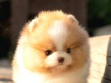 Ayı Surat Pomeranian Boo Yavrularımız