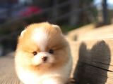 Ayı Surat Pomeranian Boo Yavrularımız