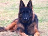 Scr Belgeli̇ Showli̇ne Kali̇tede Alman Kurdu Yavrulari