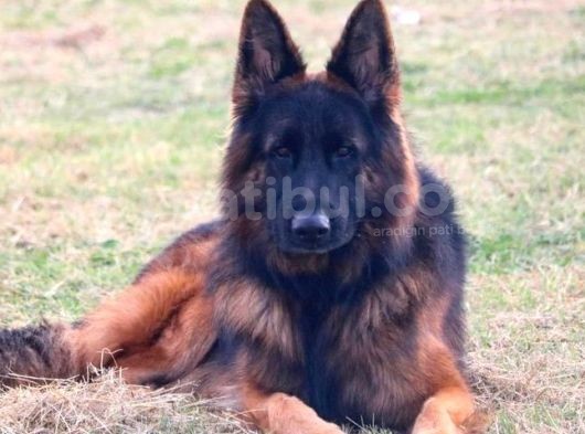 Scr Belgeli̇ Showli̇ne Kali̇tede Alman Kurdu Yavrulari görsel