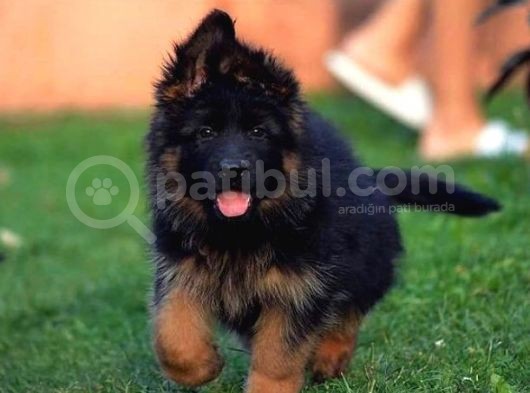 Scr Belgeli̇ Showli̇ne Kali̇tede Alman Kurdu Yavrulari