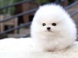Ayı Surat Pomeranian Boo Yavrularımız