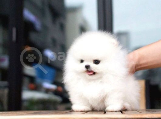 Ayı Surat Pomeranian Boo Yavrularımız görsel