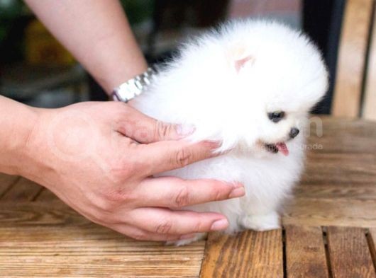Ayı Surat Pomeranian Boo Yavrularımız görsel
