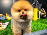 AA Kalite Safkan  Pomeranian Oğlumuz