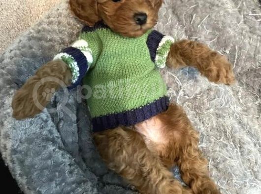 A Kali̇te Toy Poodle Bebekler Garanti̇li̇ görsel