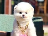 Safkan Pomeranian Boo Yavrularımız