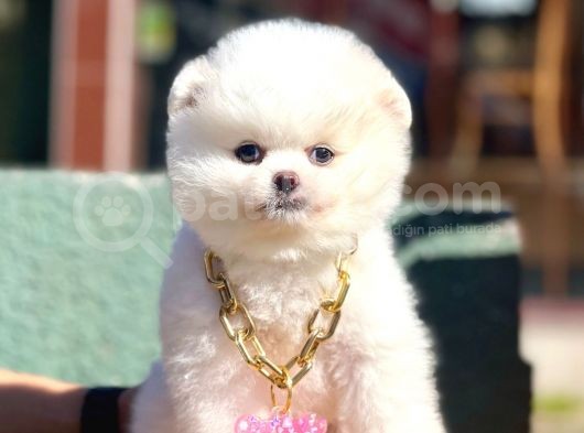Safkan Pomeranian Boo Yavrularımız görsel