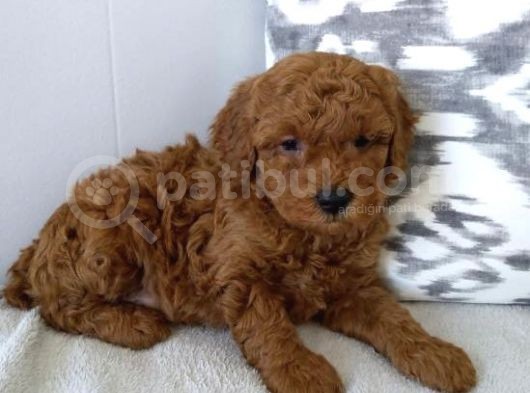 Red Toy Poodle Bebekler Üat Kali̇te görsel