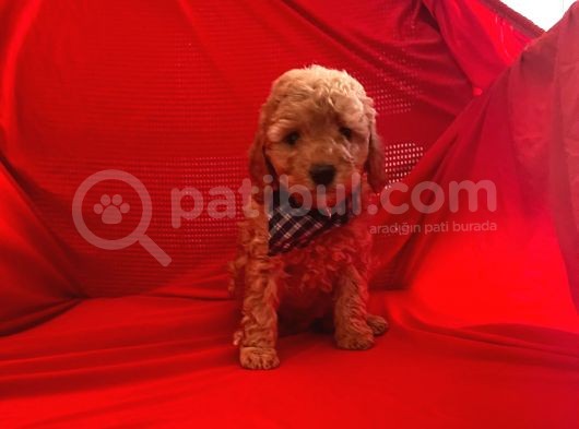 Safkan Toy Poodle Yavrumuz görsel
