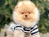 Safkan Pomeranian Boo Yavrularımız
