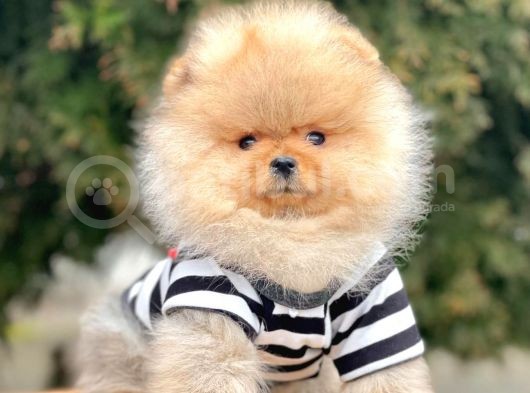 Safkan Pomeranian Boo Yavrularımız