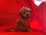 Safkan Toy Poodle Yavrumuz