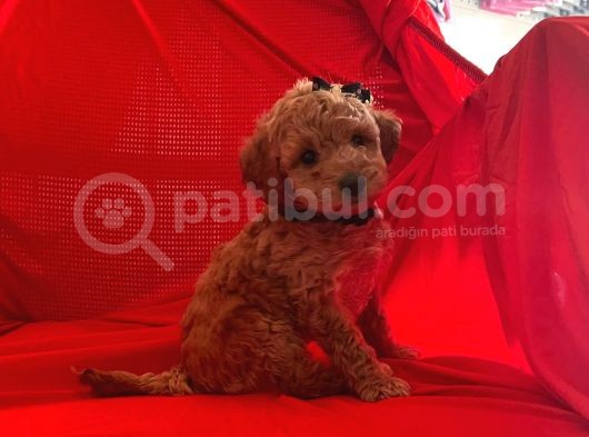 Safkan Toy Poodle Yavrumuz görsel