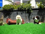 Ayı Surat Pomeranian Boo Yavrularımız
