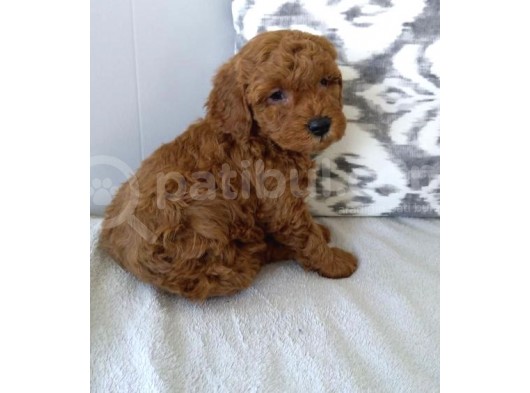 Red Toy Poodle Bebekler Üat Kali̇te görsel