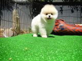 Ayı Surat Pomeranian Boo Yavrularımız