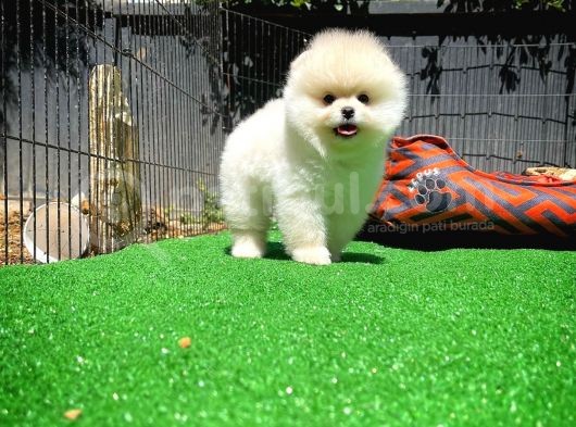 Ayı Surat Pomeranian Boo Yavrularımız görsel