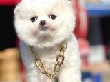 Safkan Pomeranian Boo Yavrularımız