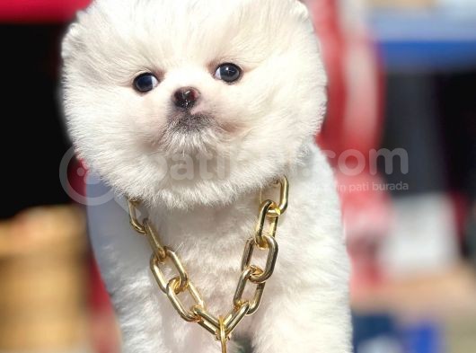 Safkan Pomeranian Boo Yavrularımız görsel