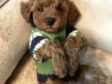 A Kali̇te Toy Poodle Bebekler Garanti̇li̇