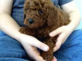 Red Toy Poodle Bebekler Üat Kali̇te