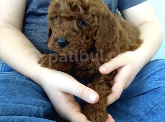 Red Toy Poodle Bebekler Üat Kali̇te