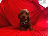 Safkan Toy Poodle Yavrumuz