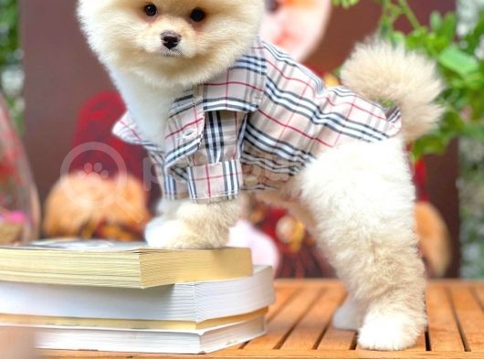 Aa Kalite Safkan  Pomeranian Oğlumuz görsel